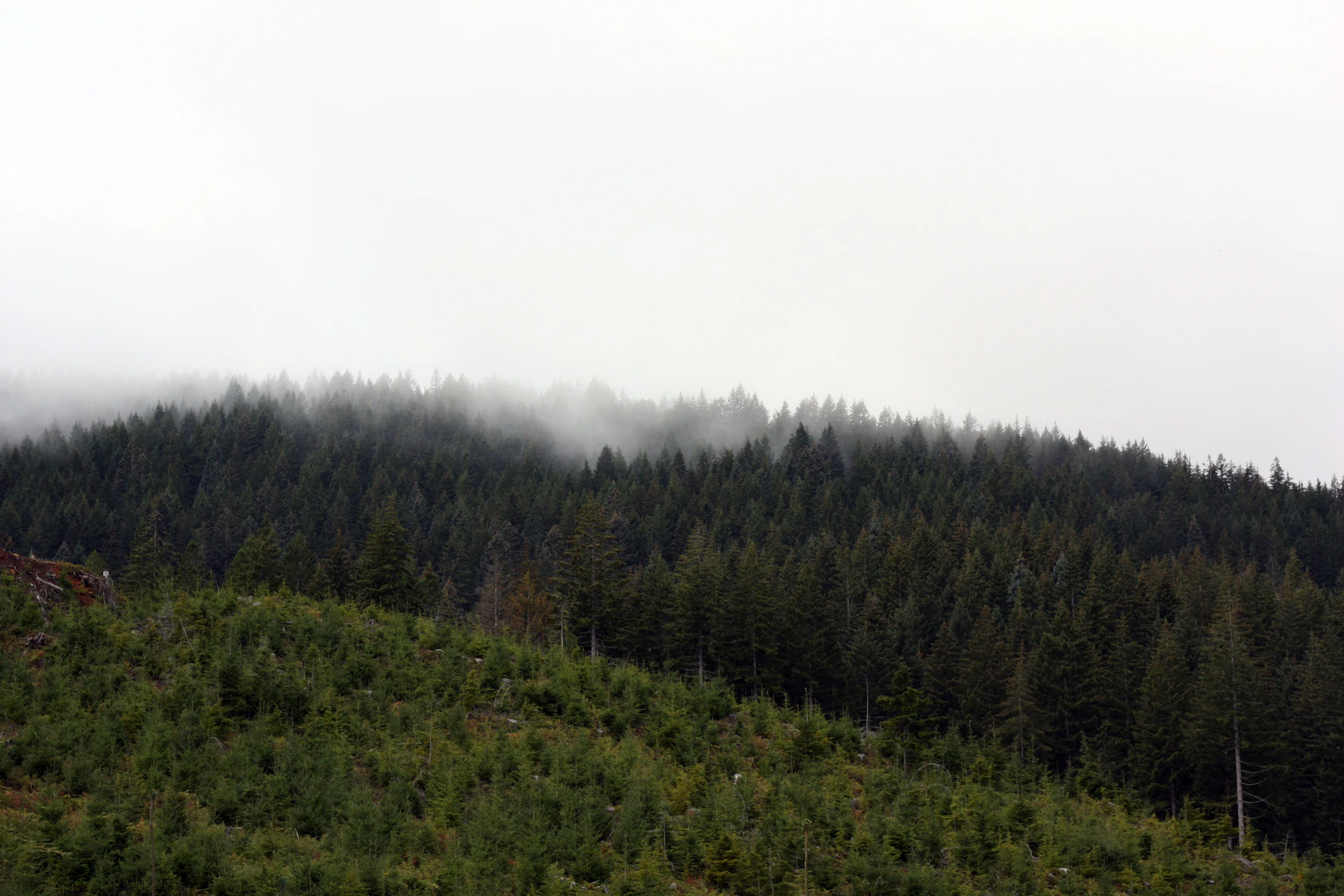 Low clouds brushing an evergreen ridgeline in the Oregon Coast Range.